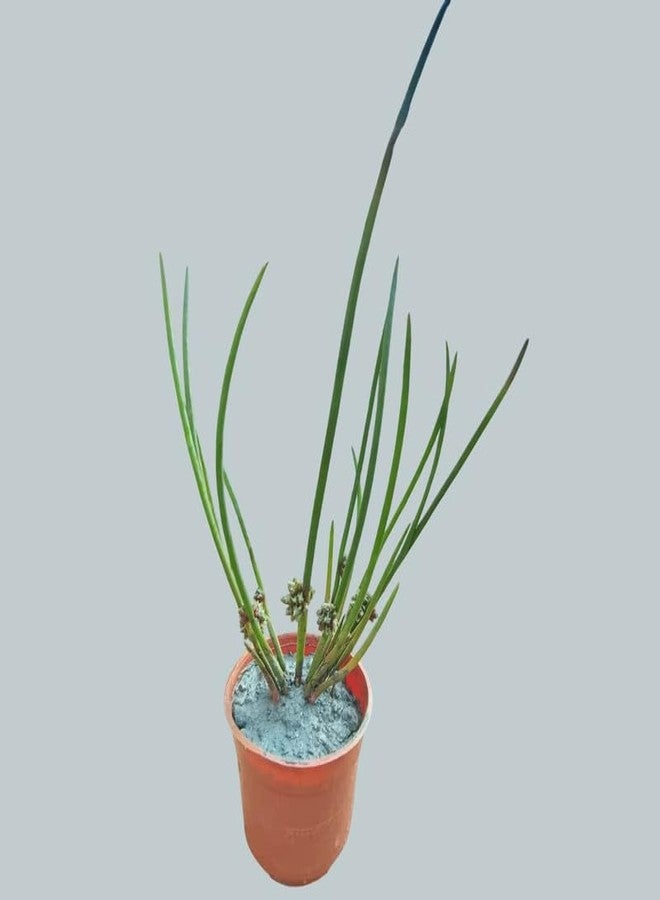 Pond Plant Chirchira – For Aquatic Landscaping – Pack of 1 - Image 1