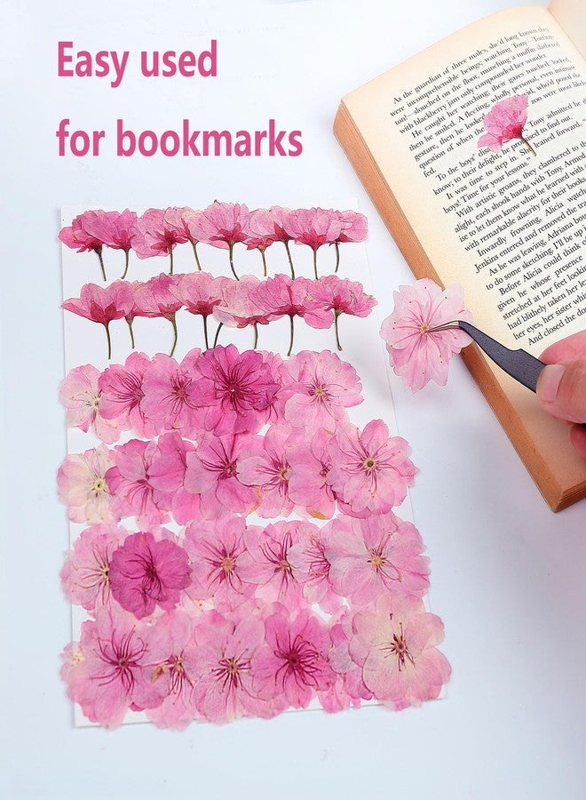 AHTONG 48 Pcs Mix Cherry Blossom Natural Dried Pressed Flowers for Cake Decorating, Real Dry Flower for Resin Jewelry Making, DIY Art Crafts - Pink Sakura… - Image 3