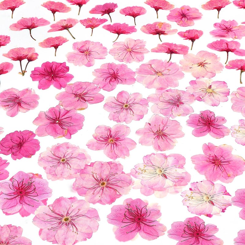 AHTONG 48 Pcs Mix Cherry Blossom Natural Dried Pressed Flowers for Cake Decorating, Real Dry Flower for Resin Jewelry Making, DIY Art Crafts - Pink Sakura… - Image 1