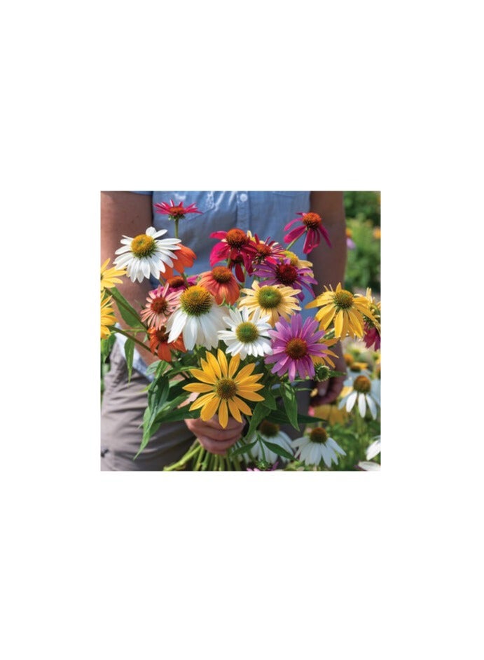 ڤسيل24 بذور برينيال بيوتي المميزة لأزهار الحديقة النابضة بالحياة والدائمة، عبوة من 3 قطع - Image 2