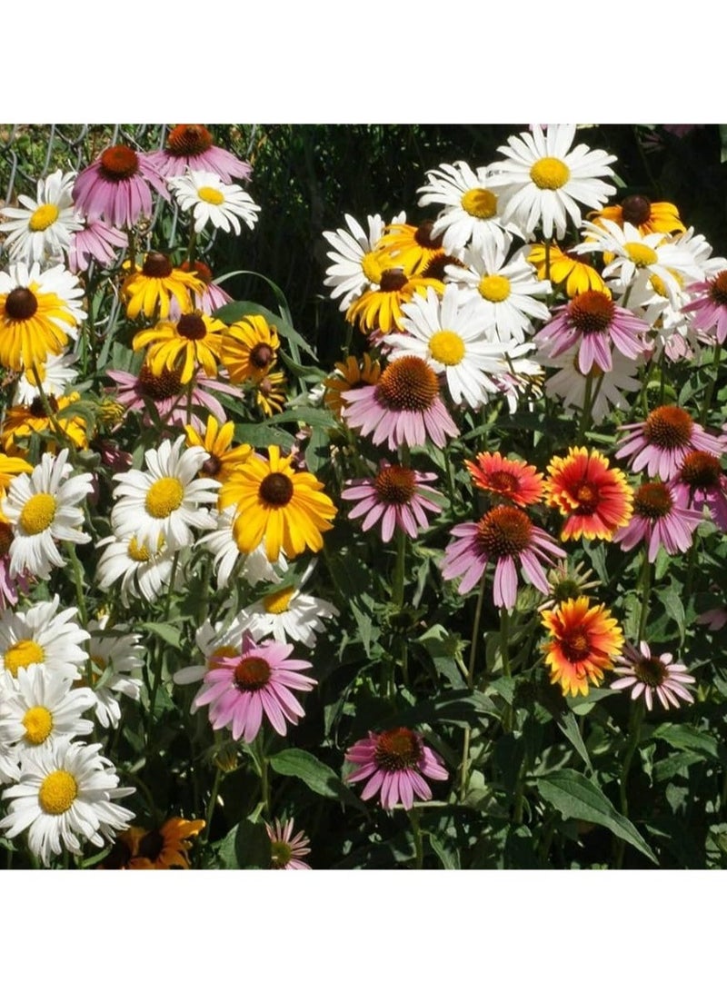 ڤسيل24 بذور برينيال بيوتي المميزة لأزهار الحديقة النابضة بالحياة والدائمة، عبوة من 3 قطع - Image 1