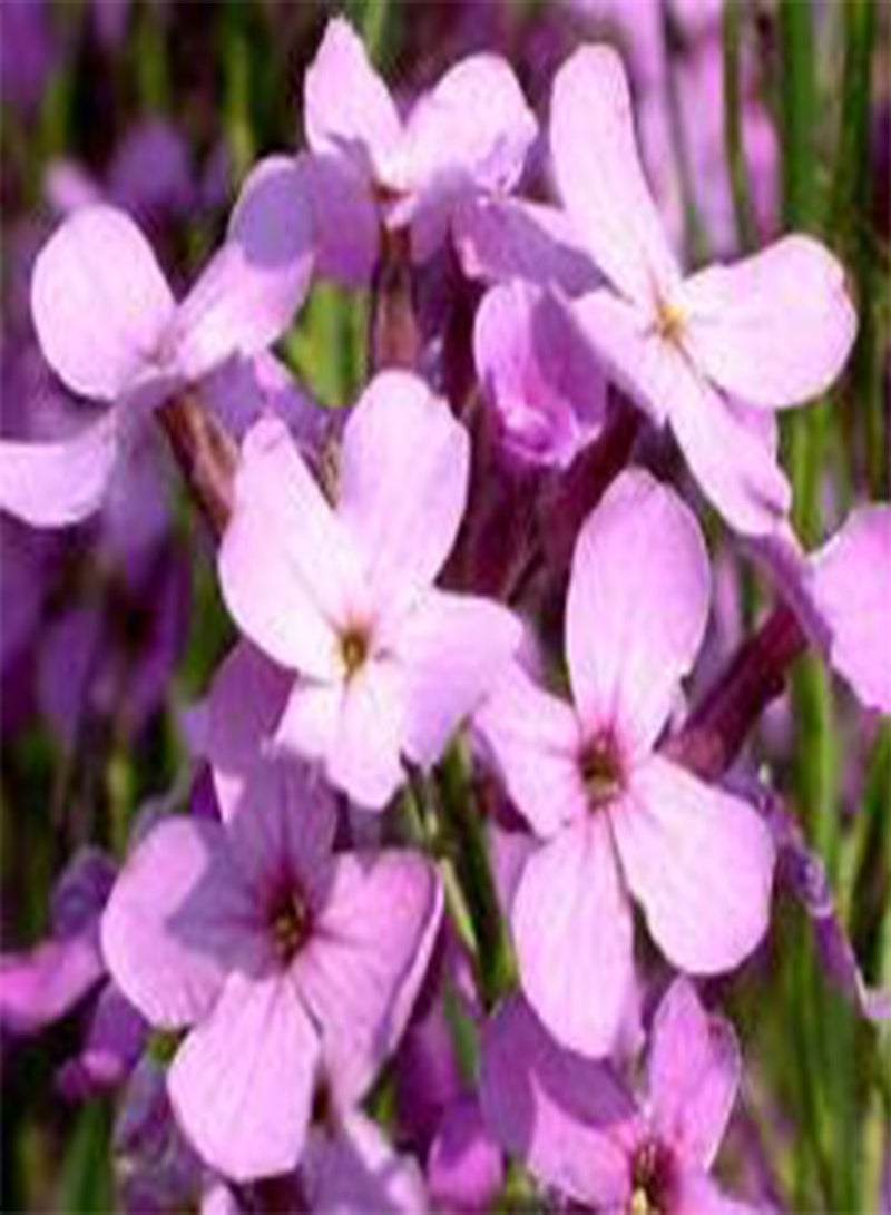 GGOOT Dames Rocket Hesperis Matronalis - 11,00 Bulk (PKD) Seeds