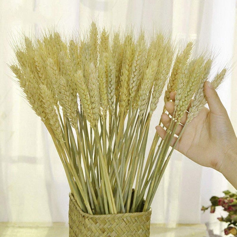 TooGet 100 Stems Dried Wheat Sheaves Stalks Bouquet Bundles Natural Ear of Wheat Grain Flowers Dry Grass Bunch DIY Arrangements for Home Wedding Store Decorative