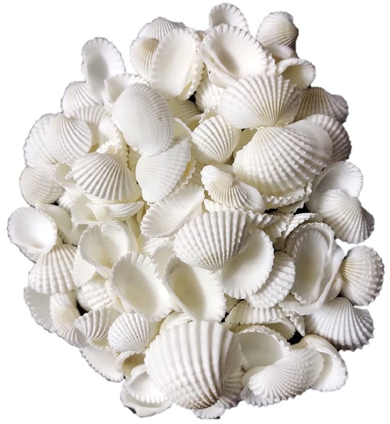DS1 Shell Seashells for Decoration Aquarium Table Vase Fountain White 400 gm - Image 1