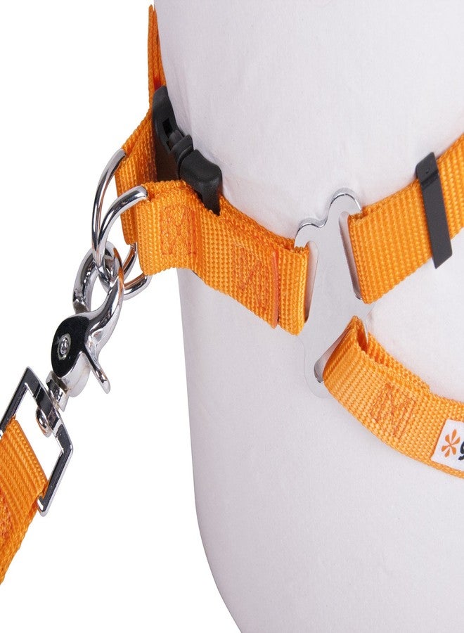 جوجو حزام GoGo Pet Products المريح المصنوع من النايلون، قابل للتعديل، مقاس 3/8 بوصة، سهل الاستخدام، صغير جدًا، برتقالي - Image 2