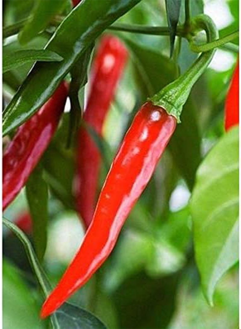 GGOOT Ring of Fire  Seeds (40 Seed Pack)
