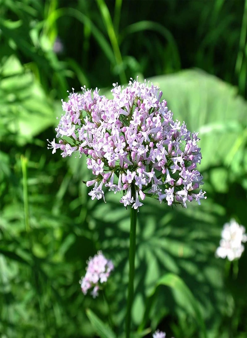 جي جوت بذور نباتية كيس واحد من البذور ذات معدل بقاء مرتفع ومنتجة وخفيفة الوزن وسهلة الإنبات بذور Valeriana Officinalis للمنزل - بذور - Image 3