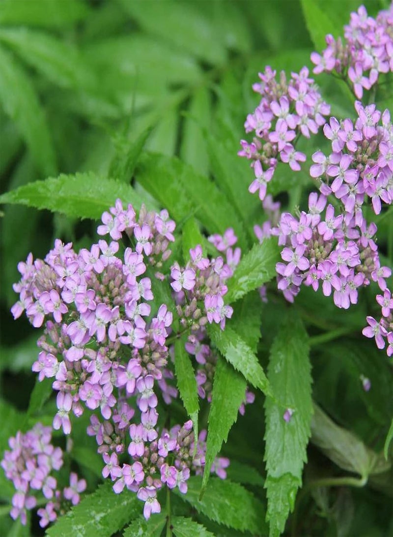 جي جوت بذور نباتية كيس واحد من البذور ذات معدل بقاء مرتفع ومنتجة وخفيفة الوزن وسهلة الإنبات بذور Valeriana Officinalis للمنزل - بذور - Image 5