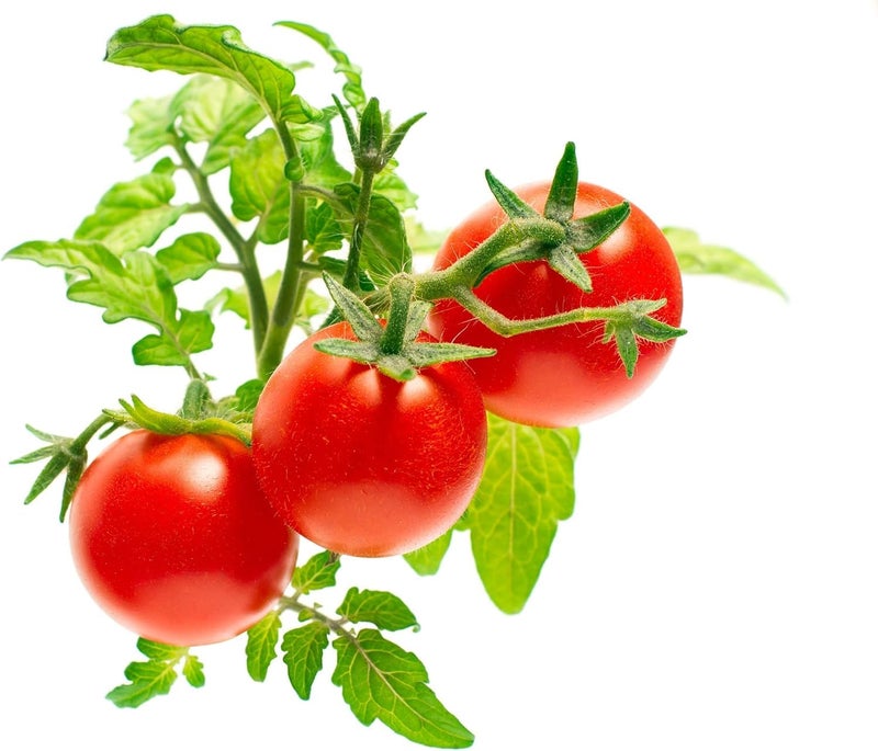 Click and Grow Smart Garden Mini Tomato Plant Pods, 3-Pack - Image 2