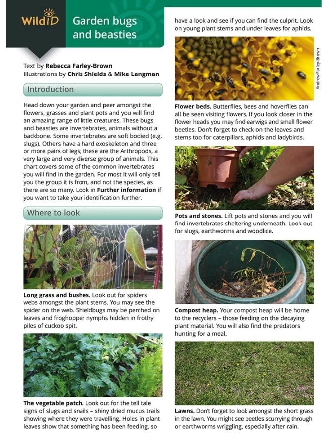 Garden Bugs and Beasties  - Image 2