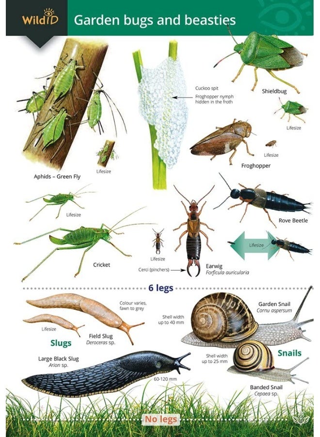 Garden Bugs and Beasties  - Image 1