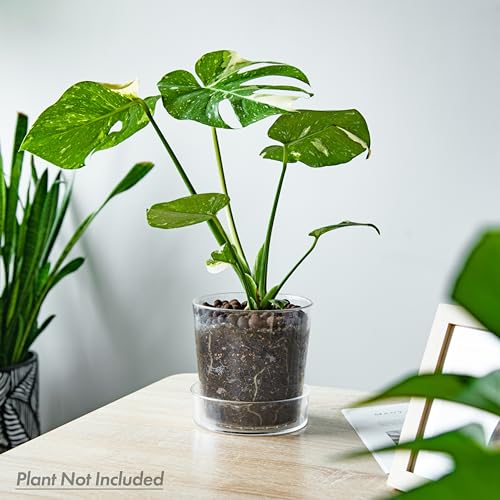 Phoenix Vine 6.5 Inch Clear Acrylic Planter Pot with Tray, Orchid Pot with Drainage Holes, Deep Saucer for Bottom Watering, Transparent Containers for Indoor Plants, Herbs, Set of 1, 91-A-F-1 - Image 2