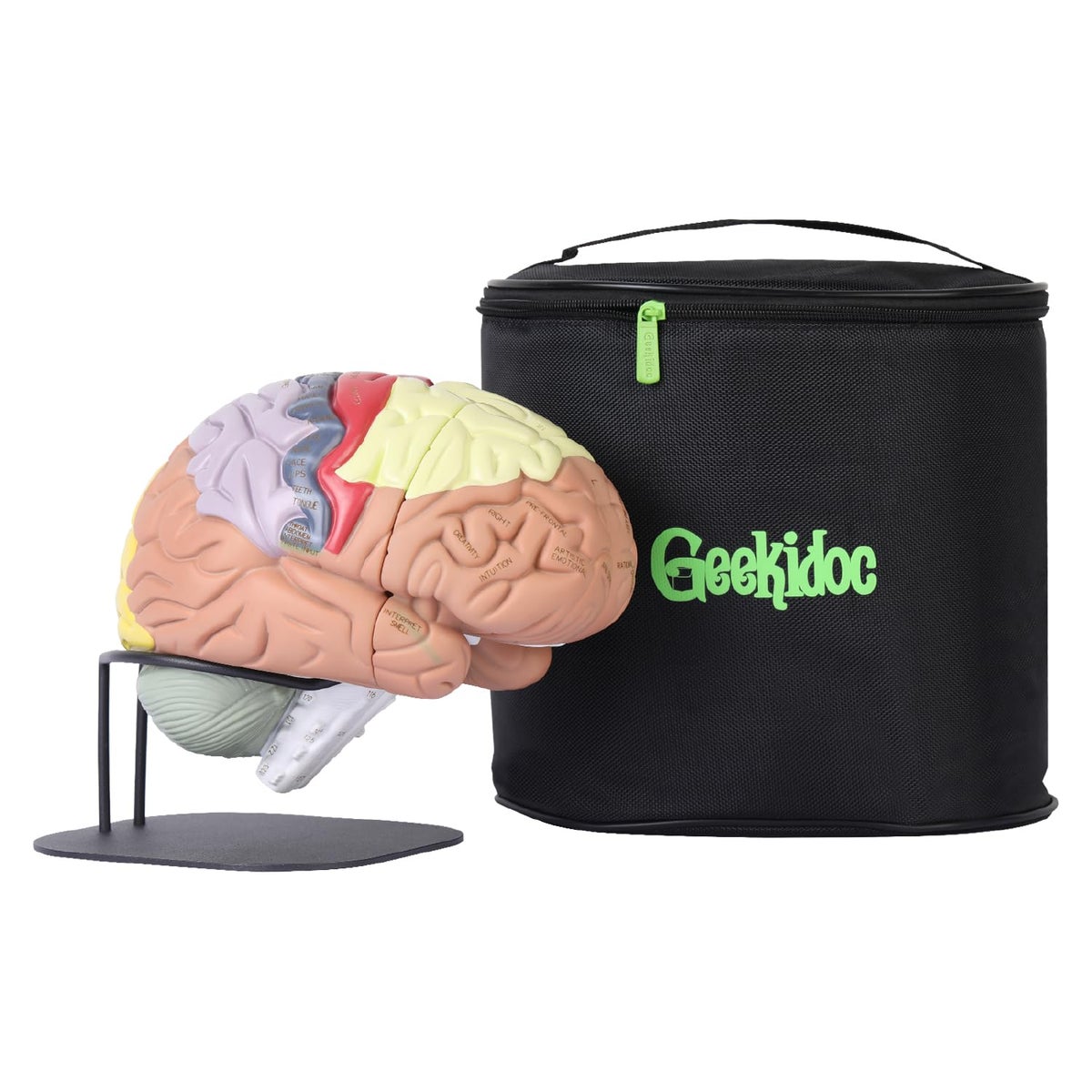 Geekidoc Geekidoc Human Brain Model with LaserEngraved Numbers and ...