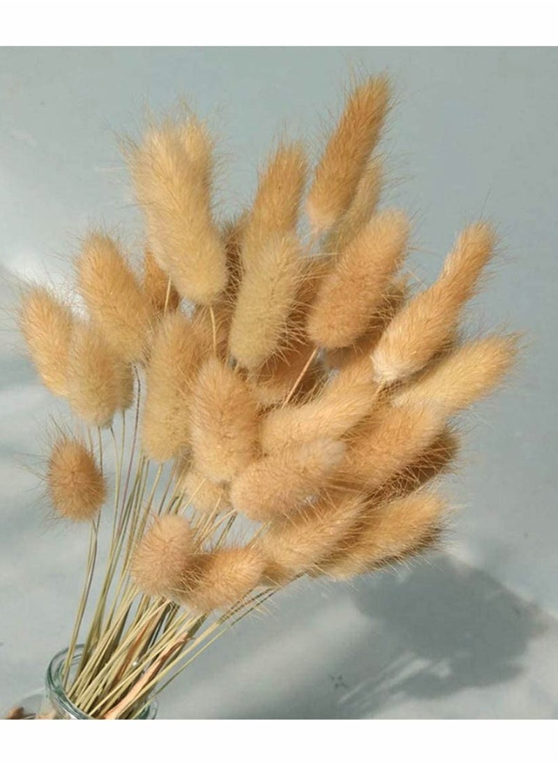 Dried Rabbit Tail Grass,  60 Pcs Natural Dry Grass Dried Flowers Bouquet, Wedding Dry Flower Bunch, for Home Garden Party Decor, Flower Arrangement - Image 1