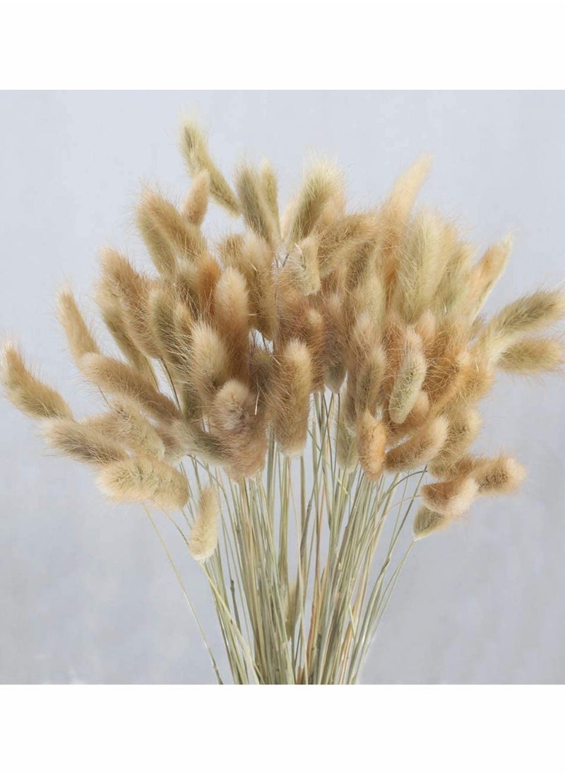 Dried Rabbit Tail Grass,  60 Pcs Natural Dry Grass Dried Flowers Bouquet, Wedding Dry Flower Bunch, for Home Garden Party Decor, Flower Arrangement - Image 5