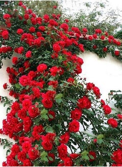 GGOOT 200Pcs Climbing Rose Seeds  - Image 1