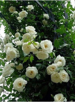 GGOOT 200Pcs Climbing Rose Seeds  - Image 3
