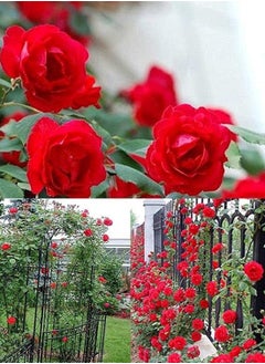 GGOOT 200Pcs Climbing Rose Seeds  - Image 2