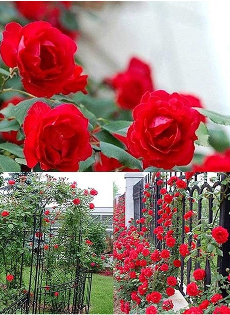 GGOOT 200Pcs Climbing Rose Seeds  - Image 2
