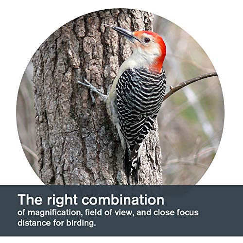 Celestron – TrailSeeker 8x42 Binoculars – Fully Multi-Coated Optics – Binoculars for Adults – Phase and Dielectric Coated BaK-4 Prisms – Waterproof & Fogproof – Rubber Armored – 6.5 Feet Close - Image 5