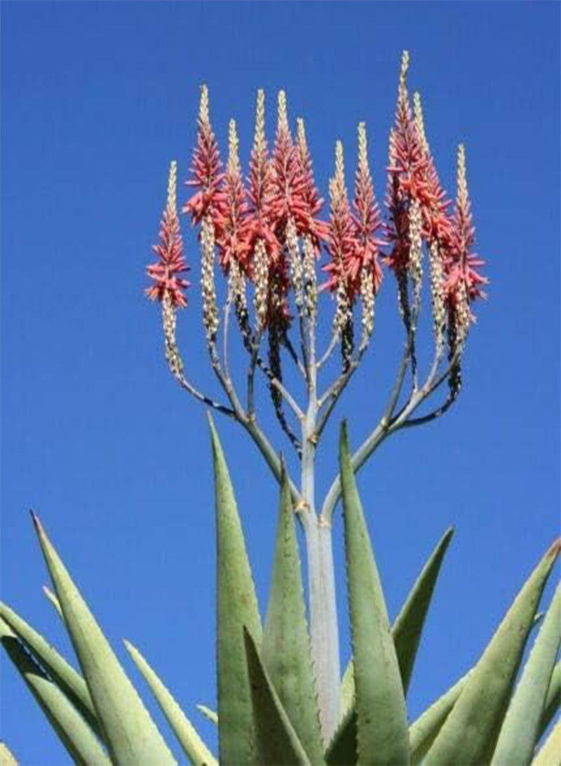 GGOOT Aloe Littoralis (PKD) Exotic South Africa Succulent Rare Cactus Agave 100 Seeds