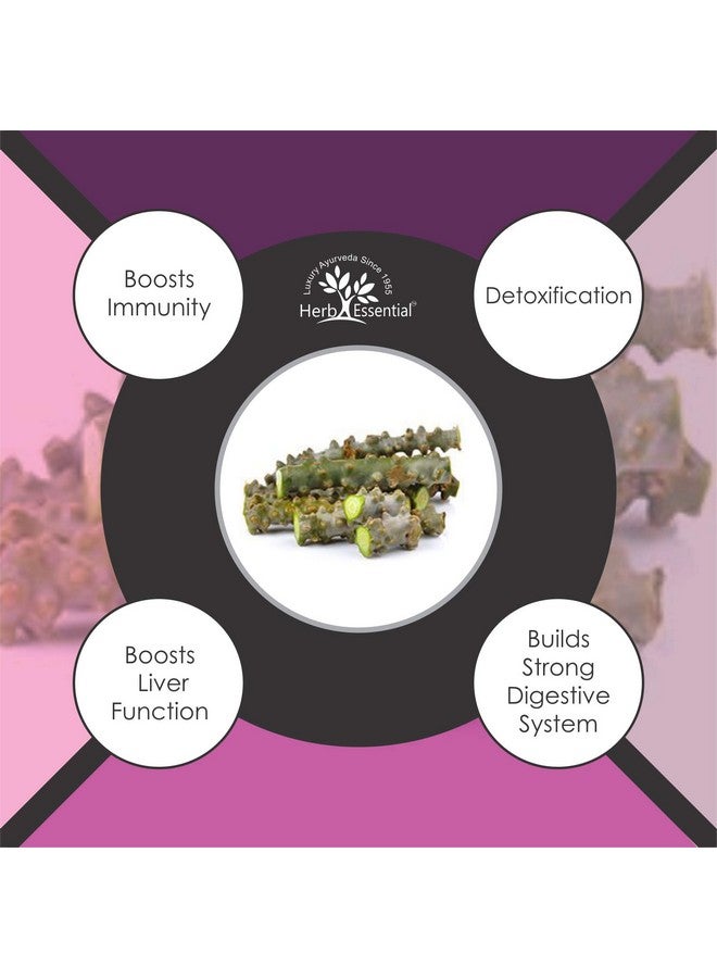 Herb Essential مسحوق جودوتشي/غيلوي النقي من الأعشاب (تينوسبورا كورديفوليا) 50 جرام - Image 3