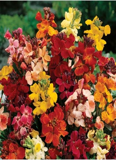 WallFlower Special Mixed - Erysimum cheiri Flower Seeds, Colourful Mixed Flowers Home Garden Planting by Heavy Torch, 100 Seeds