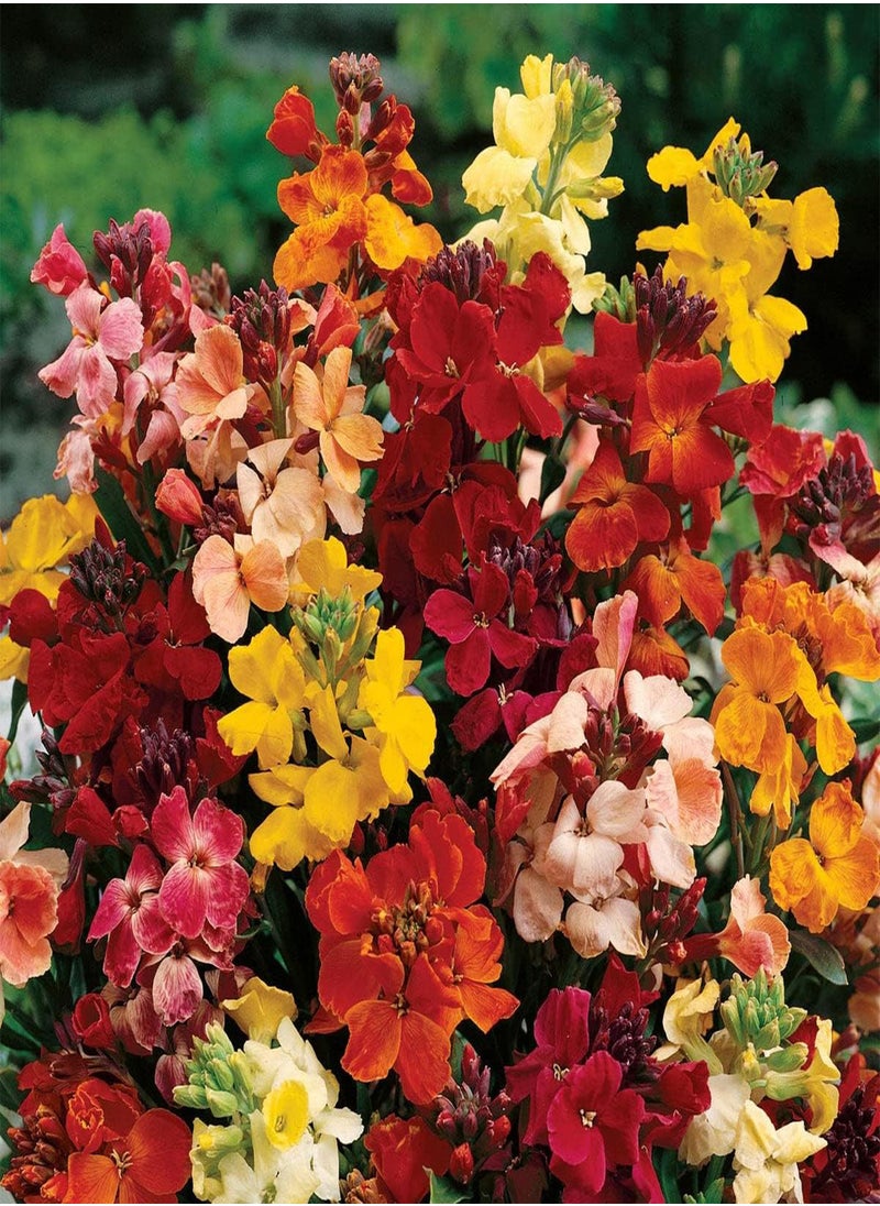 GGOOT - WallFlower Special Mixed - Erysimum cheiri Flower Seeds, Colourful Mixed Flowers Home Garden Planting by Heavy Torch, 100 Seeds - Image 1