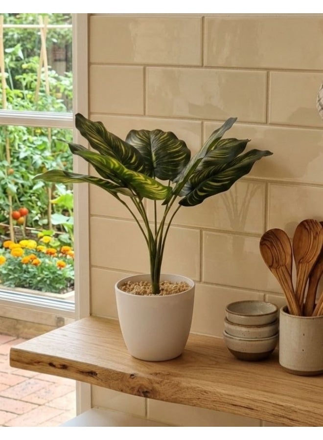 Custard apple tree pot, 9 leaves, 30 cm
