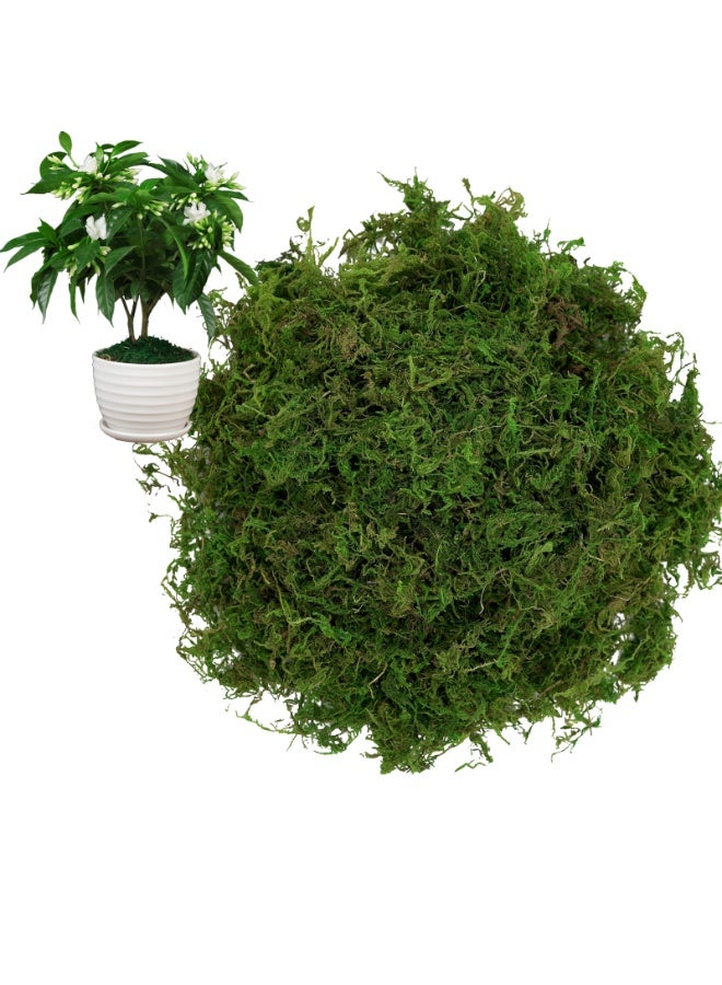 MirageBotanics Faux Moss for Plants Indoor, Artificial Moss for Arts and Crafts, Fake Grass for Potted Fairy Garden DIY Model Making Walls Glass Containers Home Decor - Image 1
