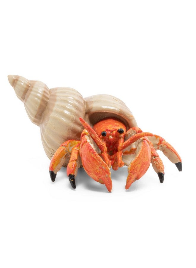 Papo بابو - تمثال سرطان البحر الناسك الواقعي - من 3 سنوات فما فوق - مطلي يدويًا - مجموعة عالم البحار - فكرة هدية للأولاد والبنات - 56054 - لعبة سرطان البحر - تمثال بحري - مخلوق بحري واقعي - Image 1