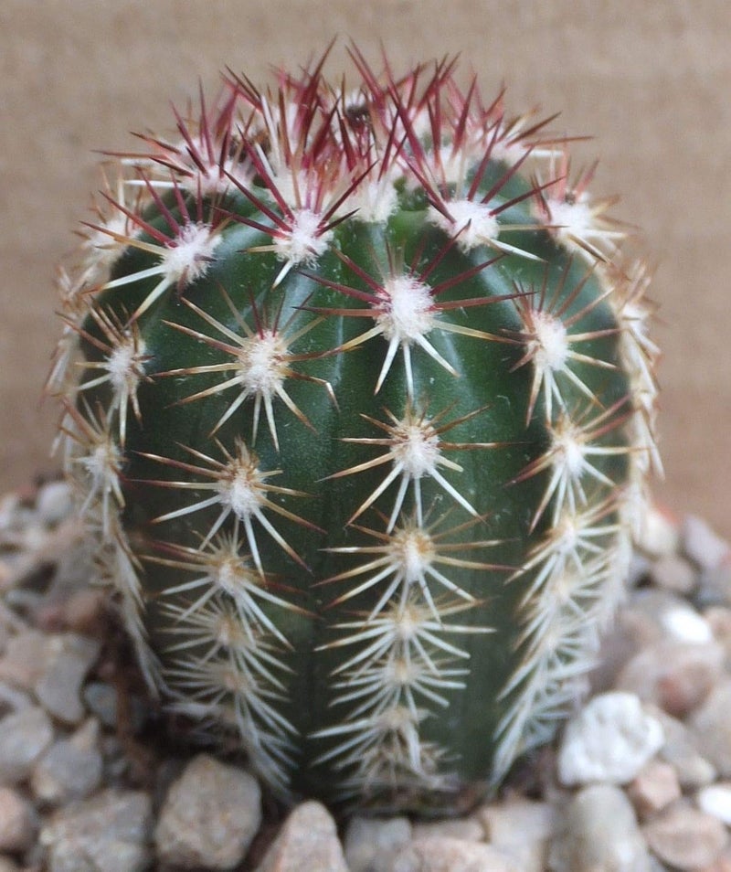 Echinocereus Viridiflorus 2.5cm Piccolo Crescere Verde Fiorito Cactus