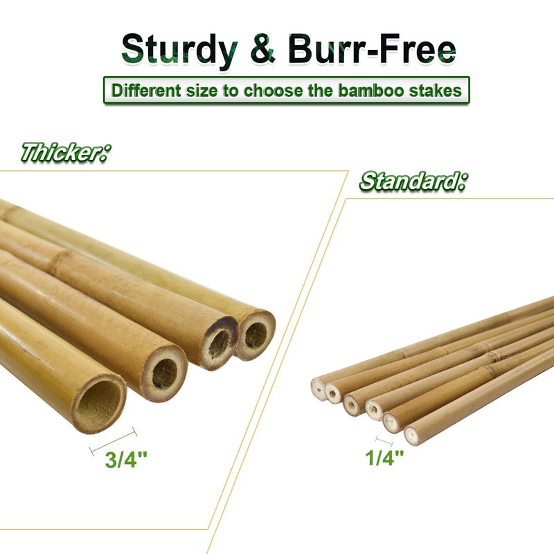 Jollybower 15pcs 3/4" D Thicker Heavy Duty Bamboo Stakes, 7FT Plant Stakes, Natural Garden Stakes for Tomato, Bean, Flowers,Trees Potted and Climbing Plant Support - Image 5