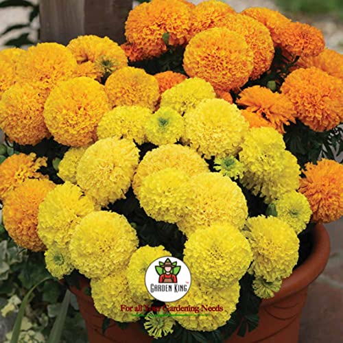Sansar Agro Zyme, Essential Organic Fertilizer For Plants, Double Filtered With All Required Nutrients And Active Micro-Organism Powder(900 Gm) - Image 5