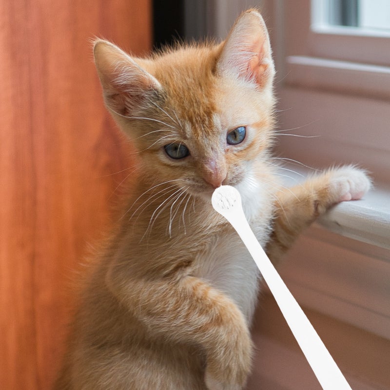 🐾 فرشاة أسنان للحيوانات الأليفة للكلاب والقطط بتصميم متين ومريح للعناية الفموية اللطيفة - Image 3