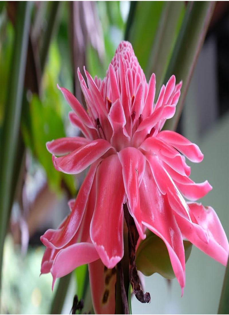 GGOOT Pink Torch Ginger Seeds - Most Splendid Flowers, 25 cm Across 