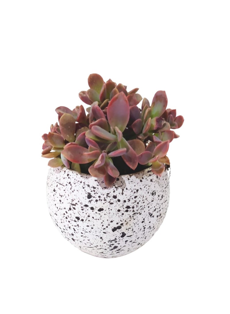 Shatla Shop Echeveria Cactus with white terrazzo pot