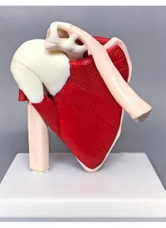 Life Size Muscled Shoulder Joint