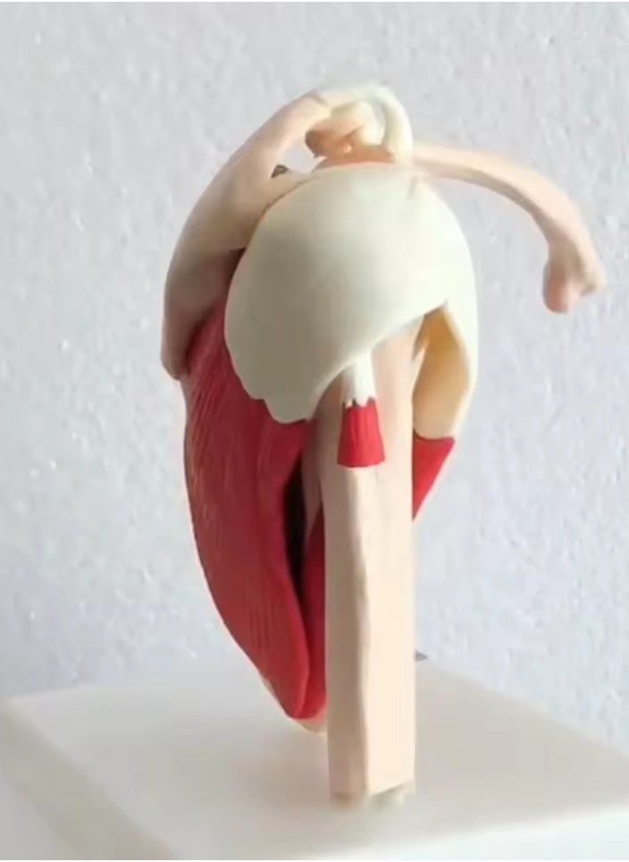 AKM - Life Size Muscled Shoulder Joint - Image 1