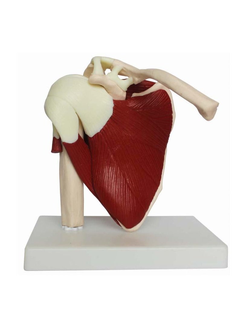 AKM - Life Size Muscled Shoulder Joint - Image 1