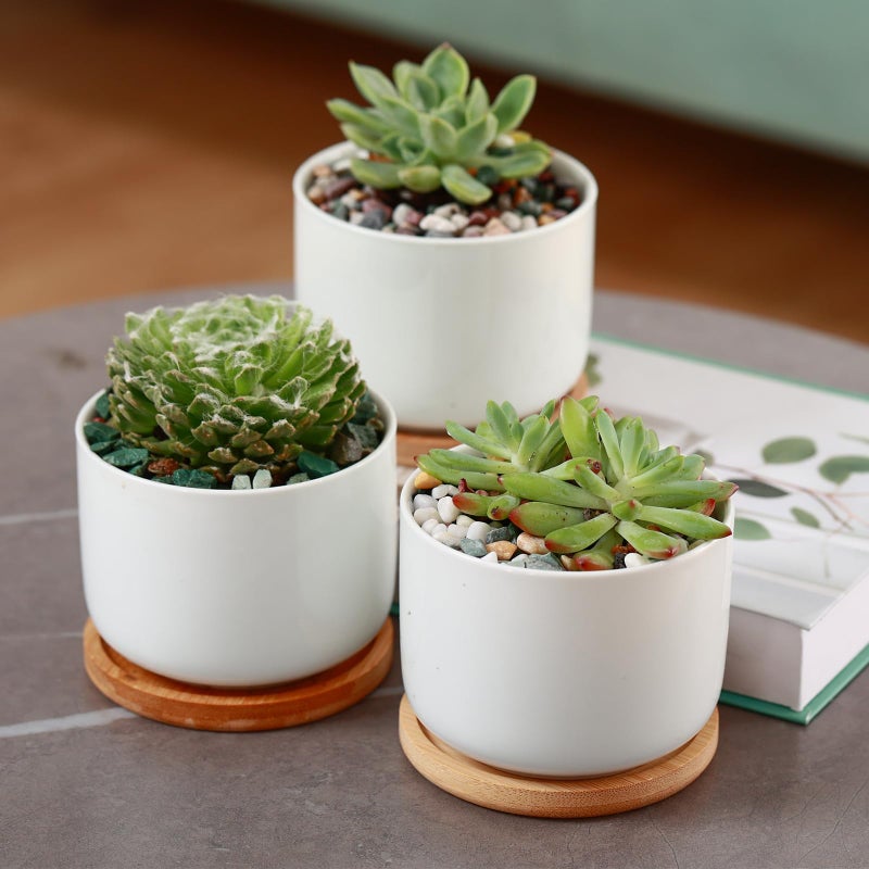 Planterhoma 18 lbs Succulent and Cactus Bonsai Pebbles, 4-6mm Decorative Landscaping Stones Natural Garden Gravel Rocks for Indoor Outdoor Plants Aquariums DIY, and Gardening Top Dressing, Green Zeolite - Image 3