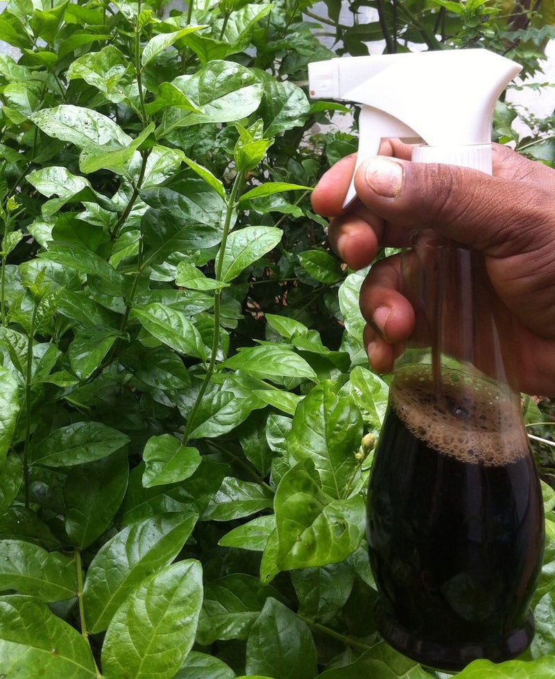 OrganicDews Liquid Seaweed Concentrate for Plants (1 Litre) with Measuring Cup 25 ml Fertilizer for All Indoor and Outdoor Plants - Image 5