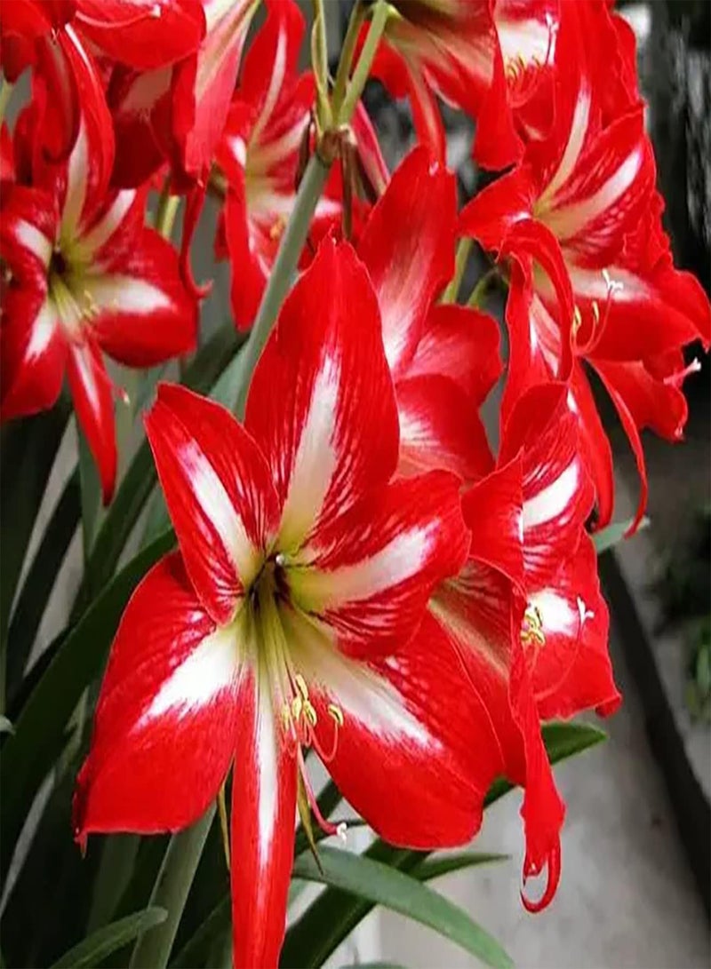 جي جوت 2rote Amaryllis Zwiebeln für Gärtner Sammler for seltene Verwendung geeignet for Anfänger unerfahrene Gärtner Bringen Erfolgserlebnisse breites Anwendungsspektrum - Image 1