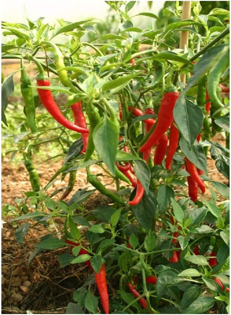 GGOOT HOT Chilli Pepper - Ring of FIRE - 80 Organic/BIO - Image 1