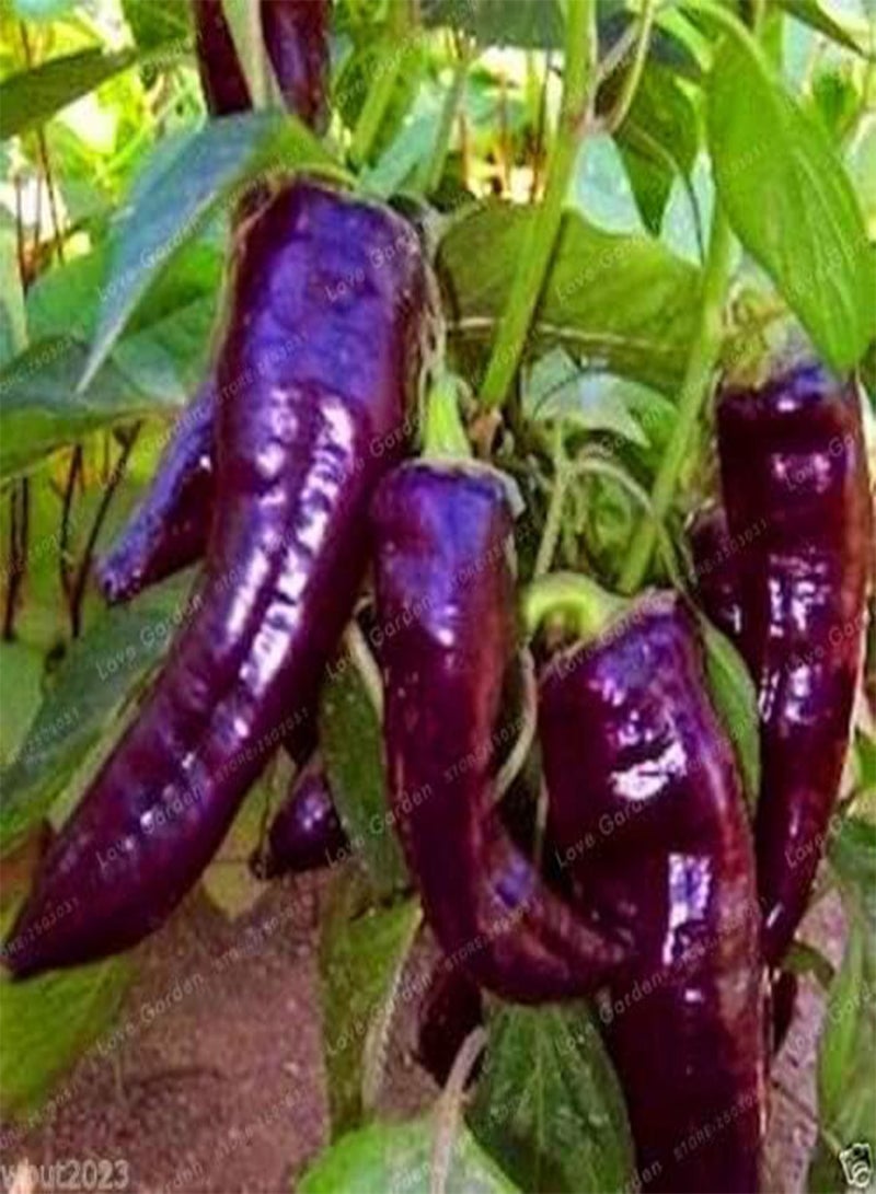 GGOOT Chilli Vegetable Seeds 100 Pcs; Color 8