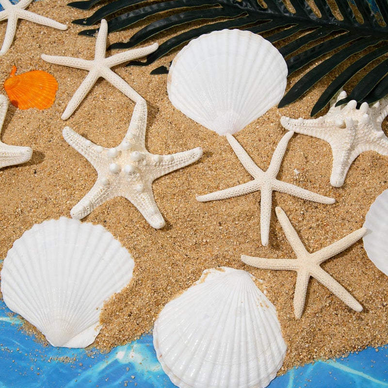 JQAQJU 3-4 Inches Large Starfish and Scallop Shells for Crafts 12PCS, Natural Beach Sea Shells for Crafting, Baking Shells Perfect for White Christmas Decor Beach Party Wedding Fishtank DIY Crafts - Image 2