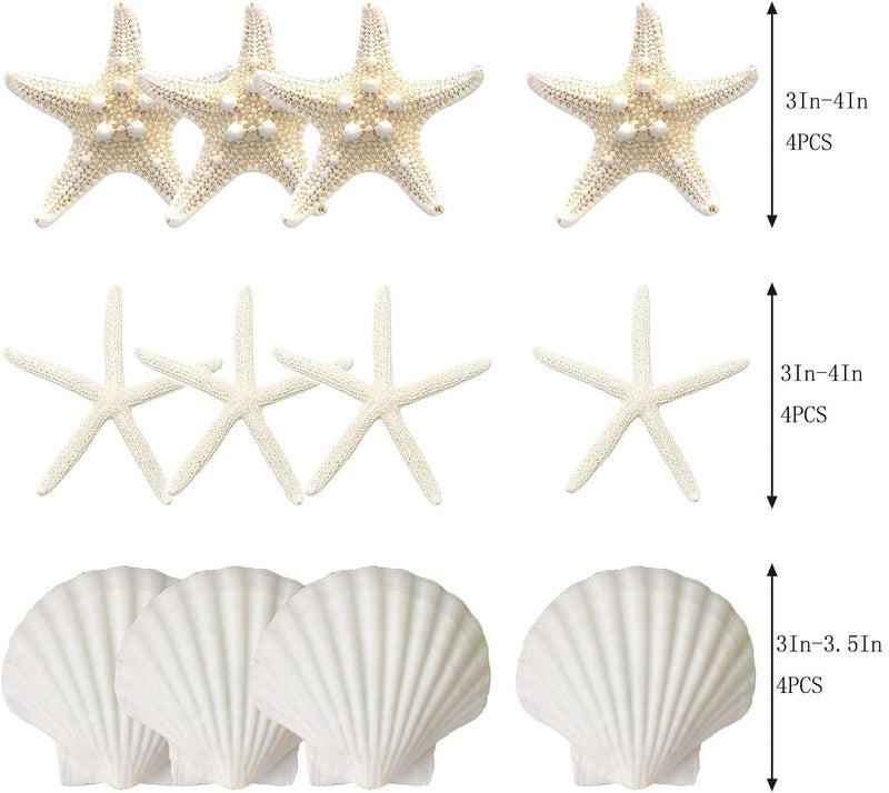 JQAQJU 3-4 Inches Large Starfish and Scallop Shells for Crafts 12PCS, Natural Beach Sea Shells for Crafting, Baking Shells Perfect for White Christmas Decor Beach Party Wedding Fishtank DIY Crafts - Image 3