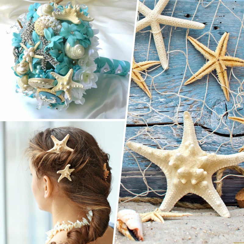 JQAQJU 3-4 Inches Large Starfish and Scallop Shells for Crafts 12PCS, Natural Beach Sea Shells for Crafting, Baking Shells Perfect for White Christmas Decor Beach Party Wedding Fishtank DIY Crafts - Image 4
