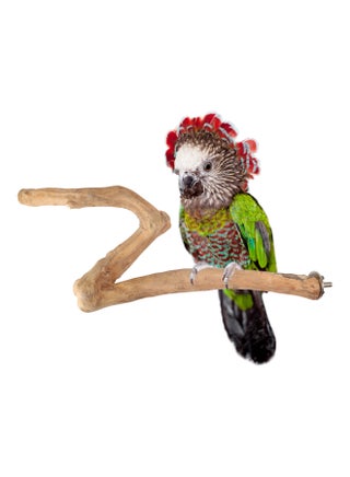 Birds Stand Java wood perch for Large Birds  Parrots African Grey Casco cockatoo amazon Wooden Perch Natural Indonesian Wooden Tree branch Cage Accessories stick - pzsku/Z598A1C6B8AC90C574E90Z/45/_/1669009026/9a8ffe23-e2f7-4e96-be3c-49c2a57d5a86