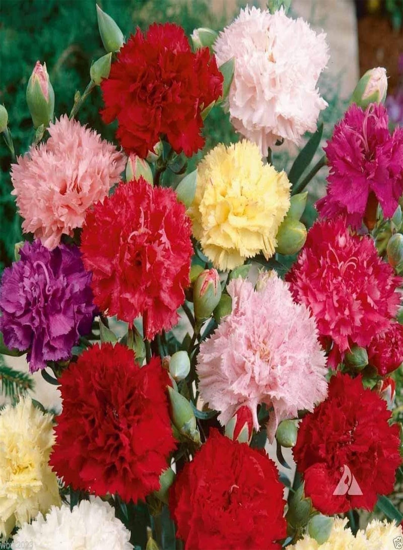 GGOOT 400 Carnation Seeds - Chabaud Mix - Pink, purple,Red, white and Yellow.
